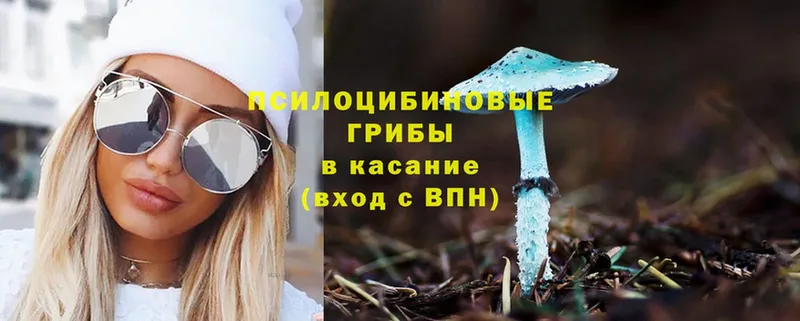 мега tor  Кольчугино  Галлюциногенные грибы Psilocybe 